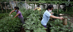 Urban Gardening