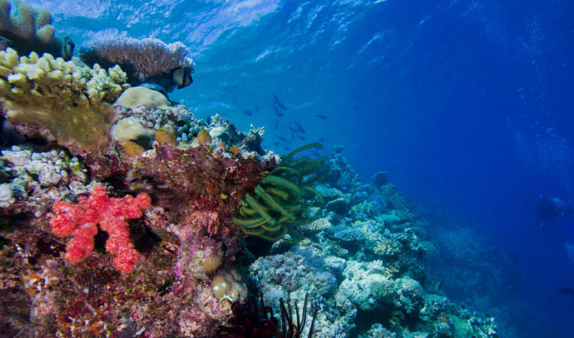 Coral Reefs